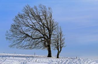 ветер, зима, погода, снег, дерево