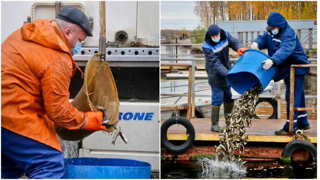Смоленская АЭС до конца текущего года выпустит в водохранилище свыше 640 тысяч особей рыб