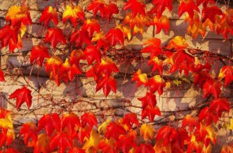 стена, листья