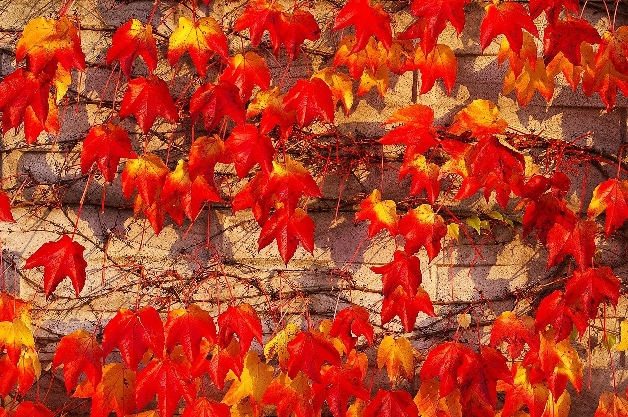 стена, листья