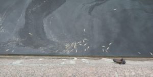 Чиновники отмалчиваются. Массовый мор рыбы снова заметили в Петербурге