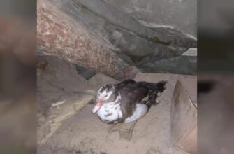 утка байден