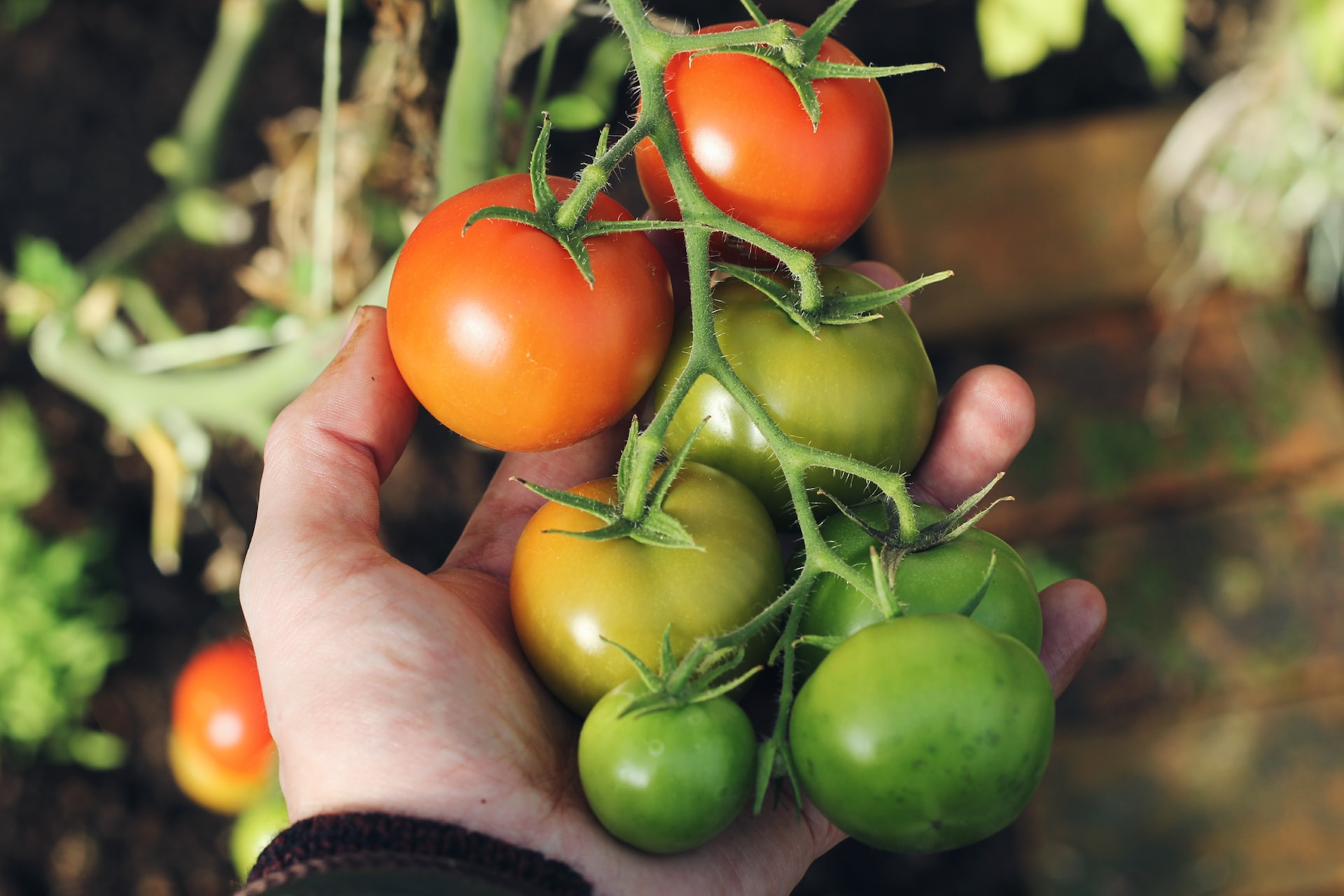 помидоры, томаты, урожай