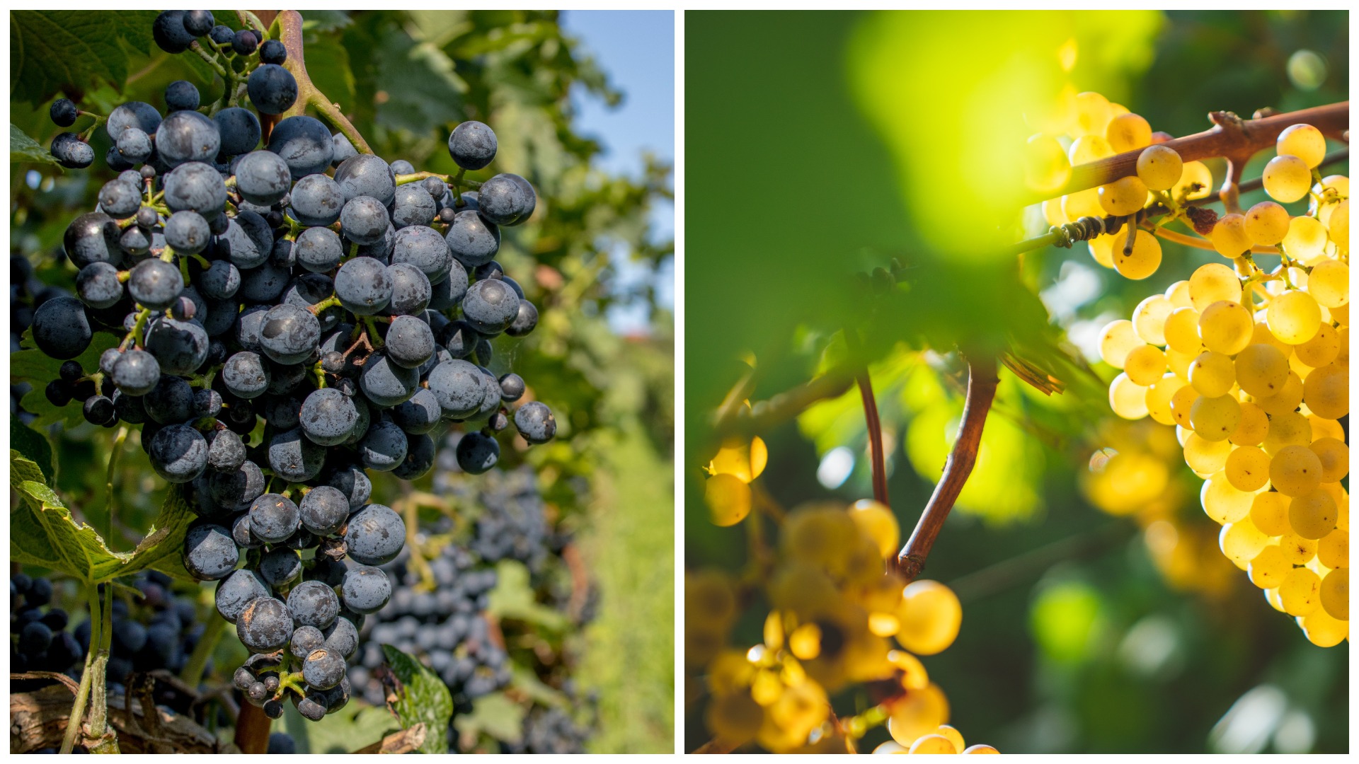Виноградные гроздья сломают ветки: чем подкормить культуру в августе