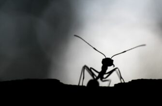 муравей, муравьи, насекомые