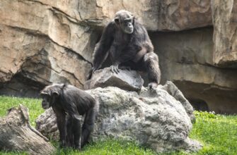 обезьяна, шимпанзе